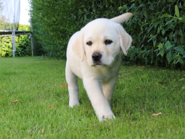 Renlighedstr&aelig;ning